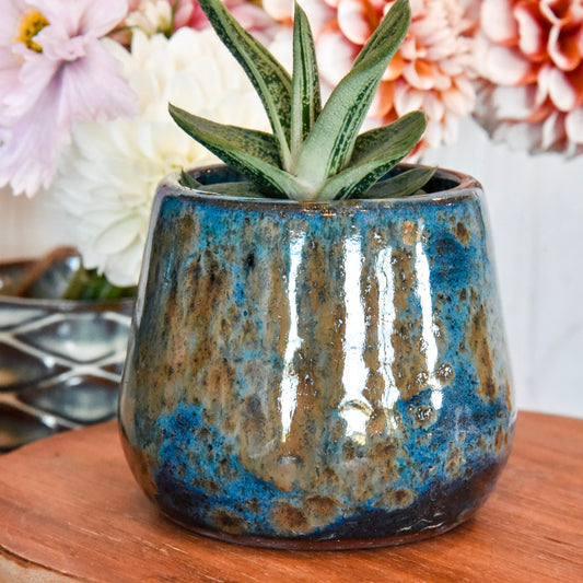 Succulent Pot in Muddy Waters